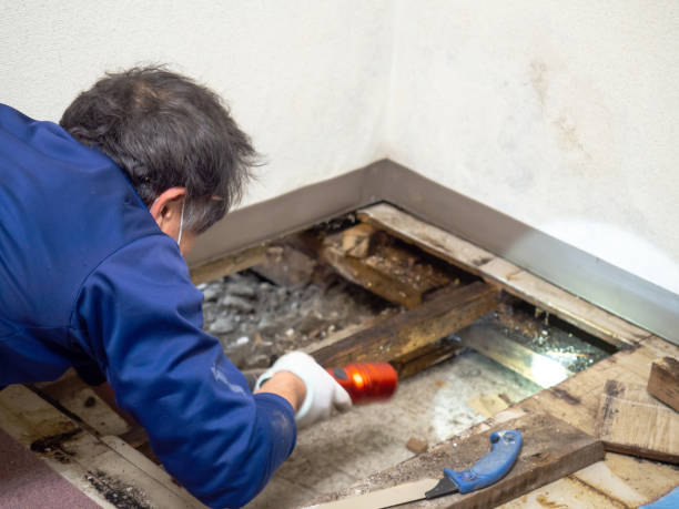 Best Professional Mold Removal  in Baldwin, MI