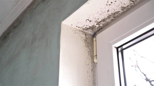 Best Affordable Mold Removal  in Baldwin, MI