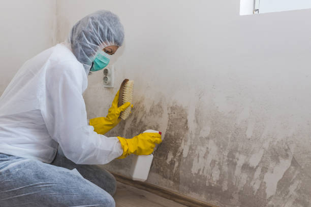 Home Mold Removal in Baldwin, MI