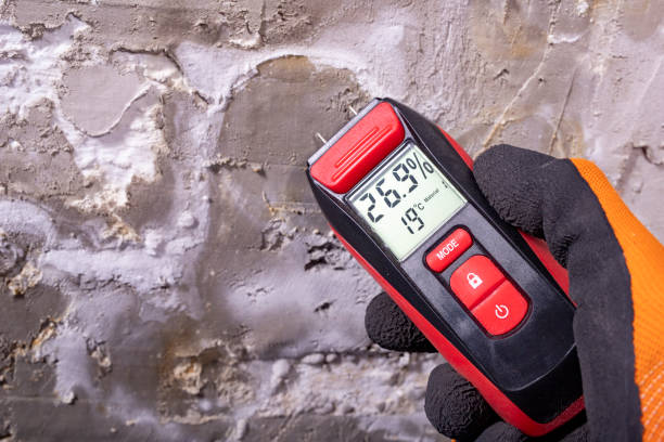 Best Mold Damage Repair  in Baldwin, MI