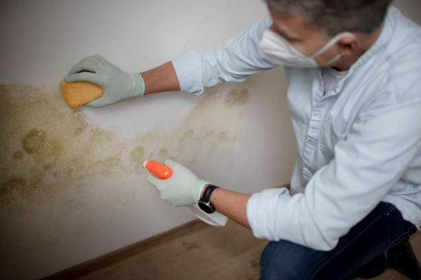 Best Emergency Mold Removal  in Baldwin, MI