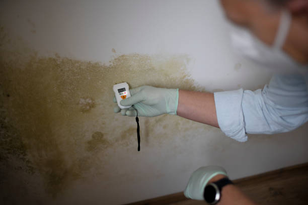 Best Certified Mold Removal  in Baldwin, MI