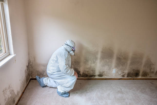Best Home Mold Removal  in Baldwin, MI