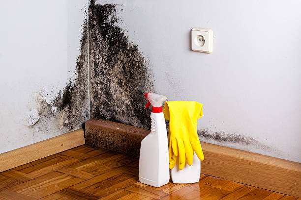 Best Mold Remediation  in Baldwin, MI