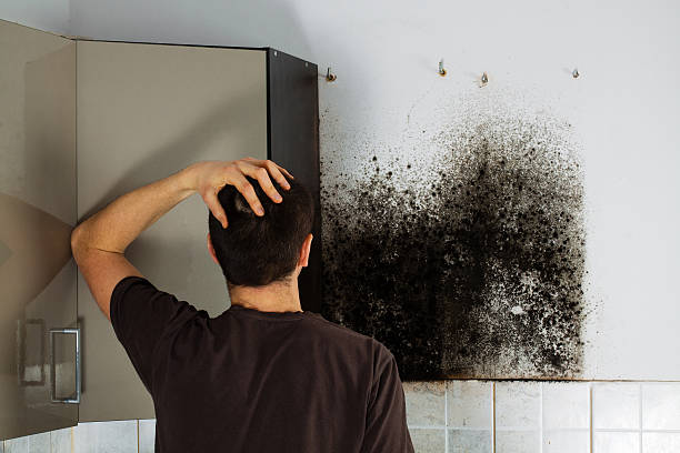 Best Toxic Mold Removal  in Baldwin, MI