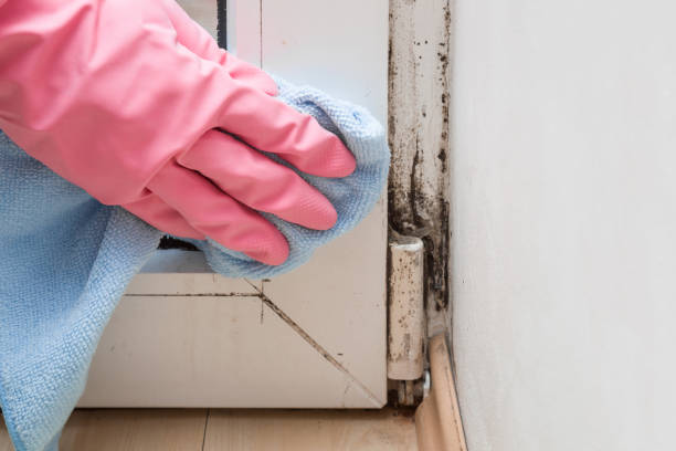 Best Best Mold Removal Companies  in Baldwin, MI