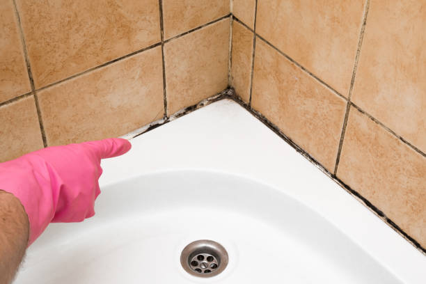 Best Professional Mold Removal  in Baldwin, MI